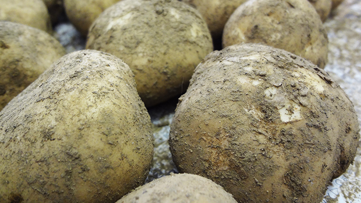 KIDS-シェフレポート 事前学習